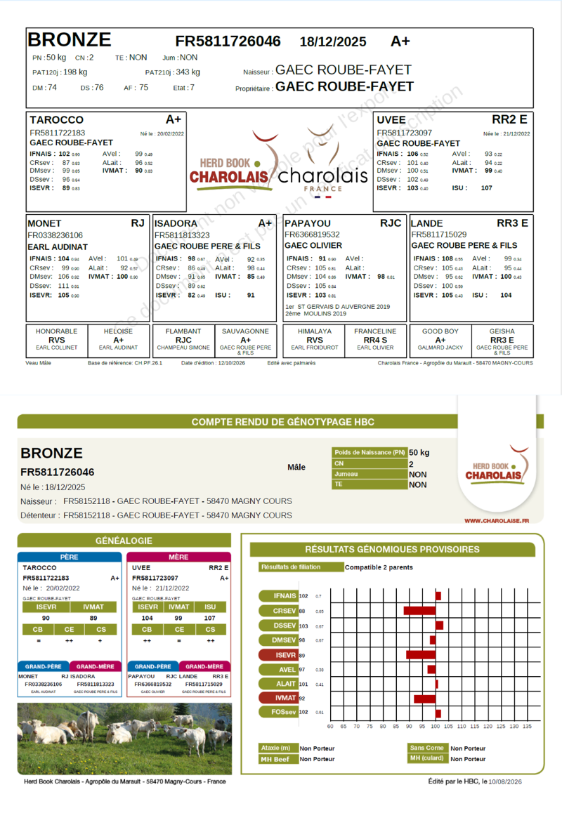 genealogie taureau charolais BRONZE    
