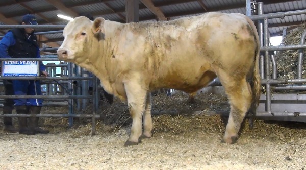 reproducteur charolais inscrit NORMAND