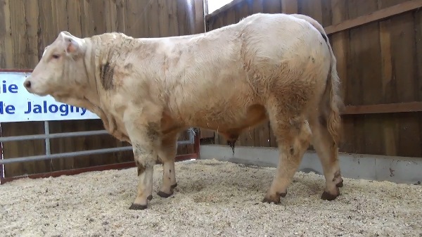 reproducteur charolais inscrit NIRVANA