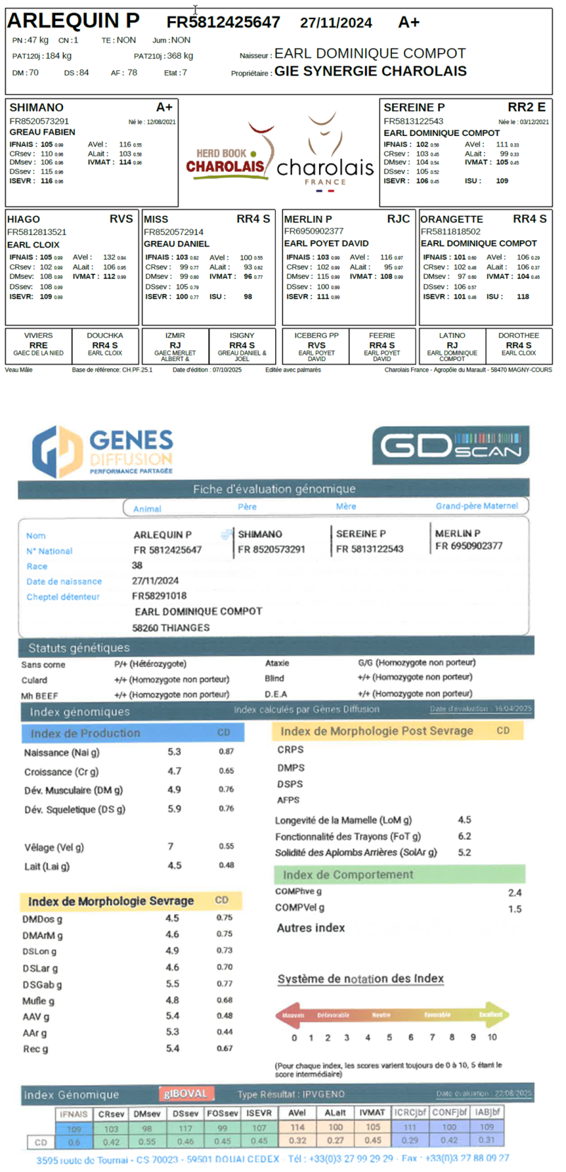genealogie taureau charolais ARLEQUIN P