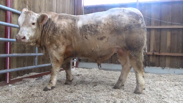reproducteur charolais inscrit MATOU SC