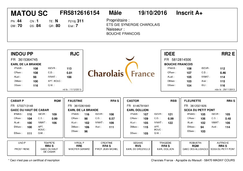 genealogie taureau charolais MATOU SC