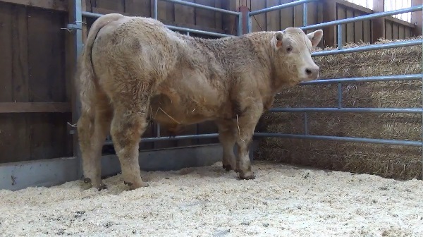 reproducteur charolais inscrit OKAPI
