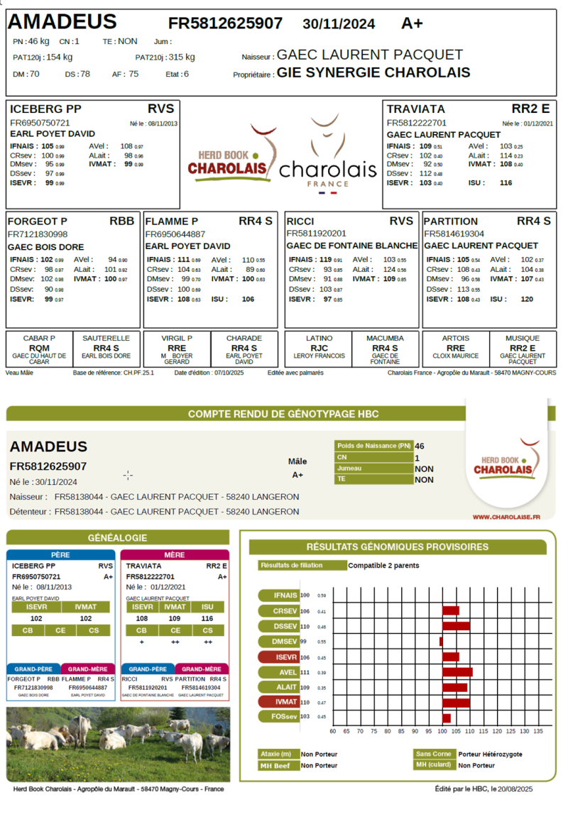 genealogie taureau charolais AMADEUS