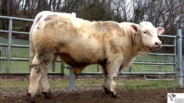 reproducteur charolais inscrit HADDOCK