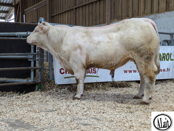 reproducteur charolais inscrit TOUBIB