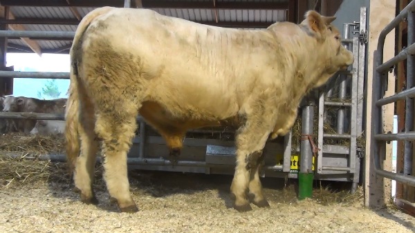 reproducteur charolais inscrit NOVAK