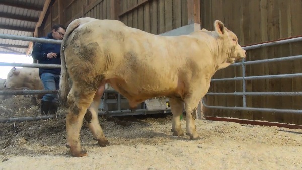 reproducteur charolais inscrit MILLION