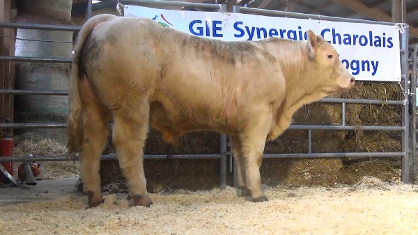 reproducteur charolais inscrit NICKEL