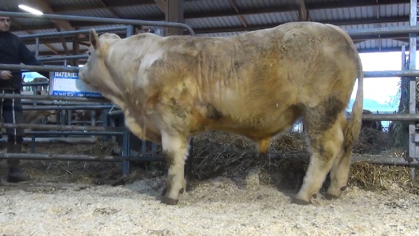 reproducteur charolais inscrit NAGUY