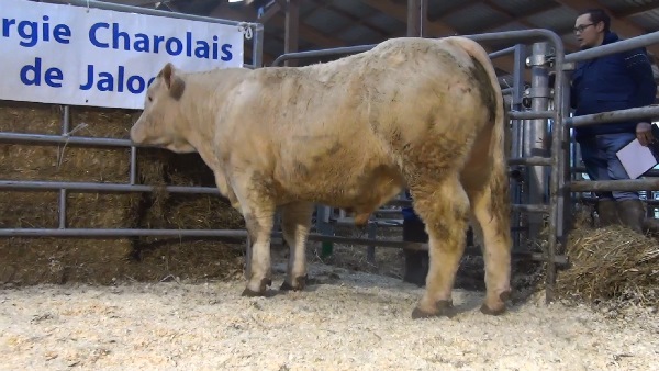 reproducteur charolais inscrit NUMBER
