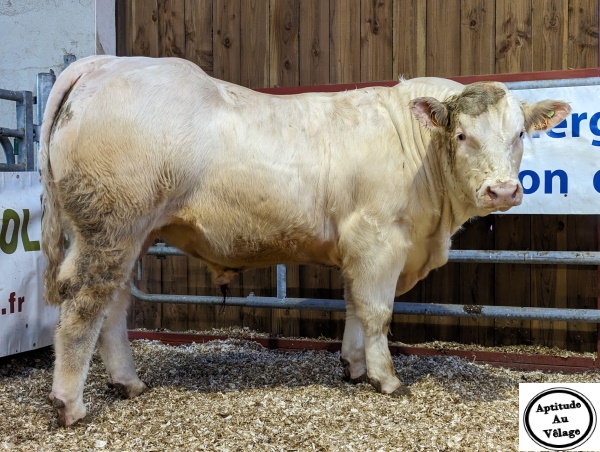 reproducteur charolais inscrit TEMPO