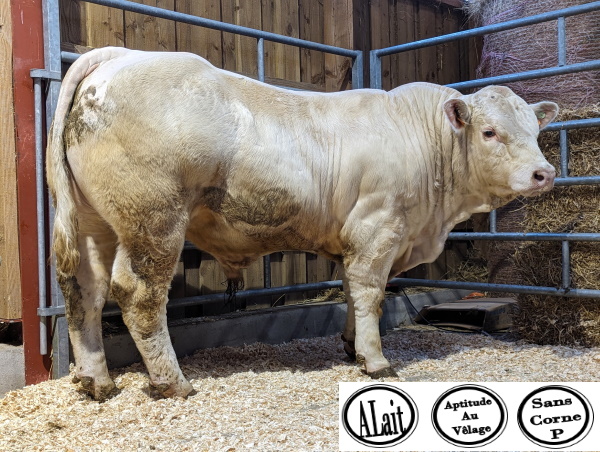 reproducteur charolais inscrit TRIBOR P