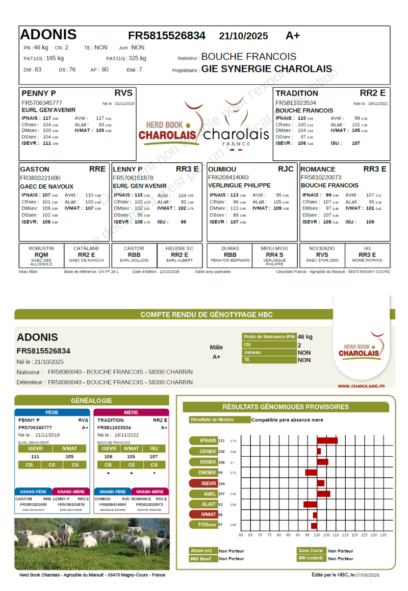 genealogie taureau charolais ADONIS    