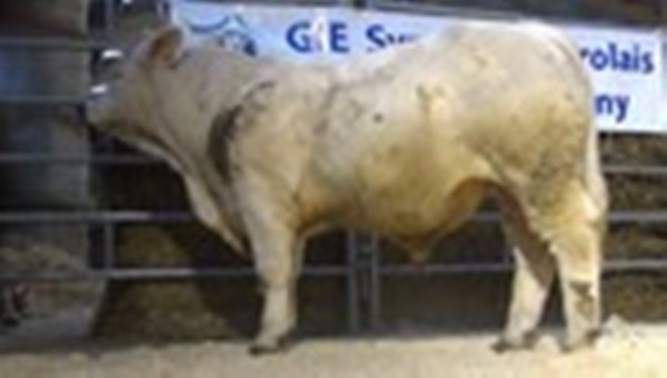 reproducteur charolais inscrit NADAL
