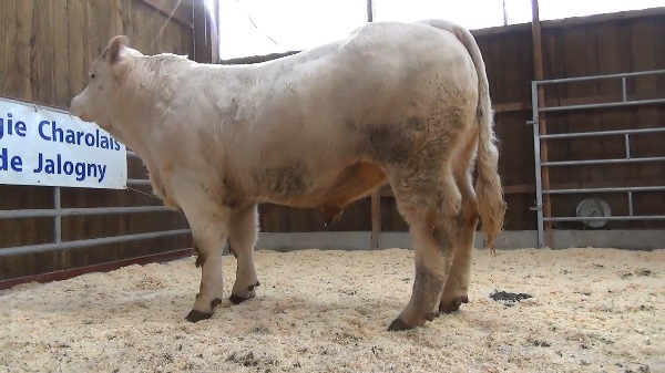 reproducteur charolais inscrit OHIO