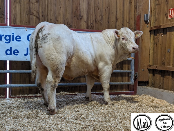 reproducteur charolais inscrit TSAR