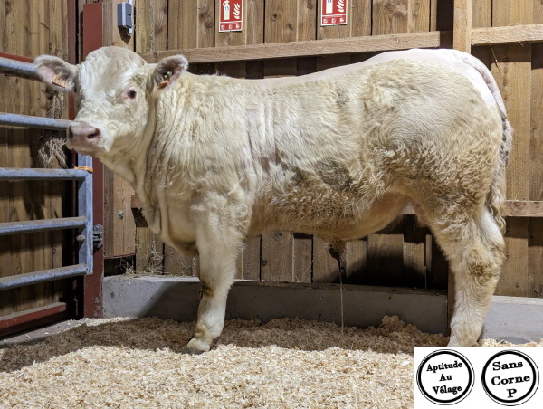 reproducteur charolais inscrit TORNADO