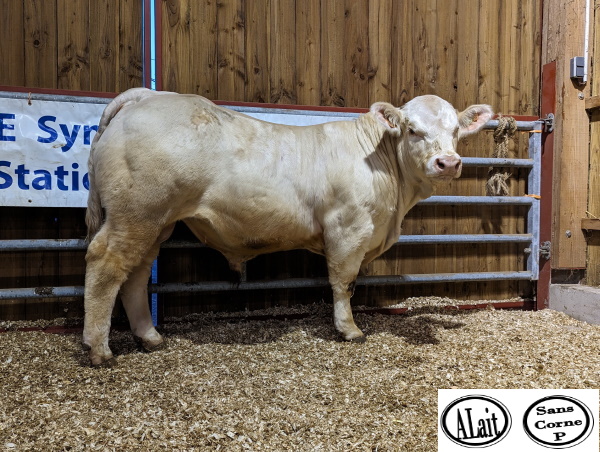 reproducteur charolais inscrit TITOU SC