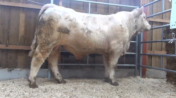 reproducteur charolais inscrit NECTAR