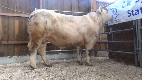 reproducteur charolais inscrit NEULLY
