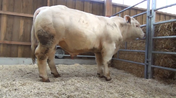 reproducteur charolais inscrit OSLO