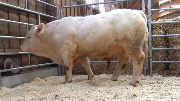 reproducteur charolais inscrit OPTIMAL