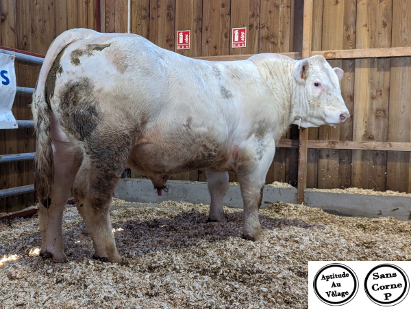 reproducteur charolais inscrit UNICO