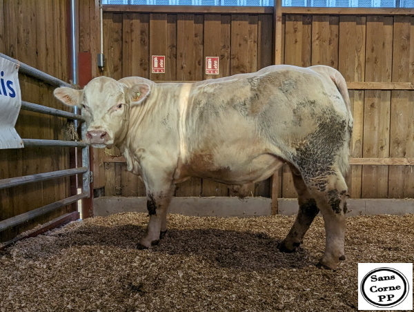 reproducteur charolais inscrit ULSTER