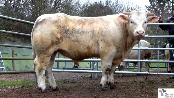 reproducteur charolais inscrit HERCULE