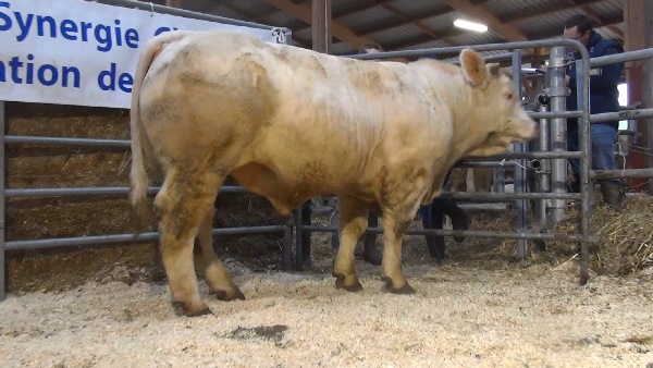 reproducteur charolais inscrit MUSCADET
