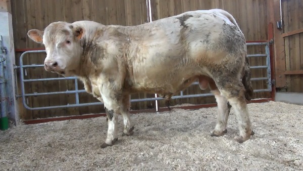 reproducteur charolais inscrit MONACO SC