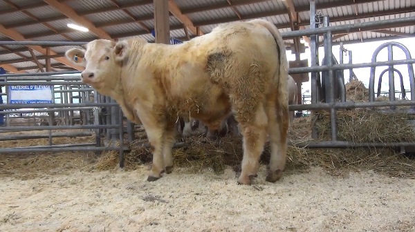 reproducteur charolais inscrit OR BLANC