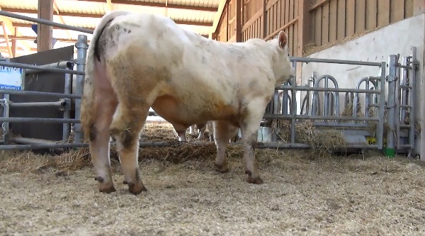reproducteur charolais inscrit NANAR P