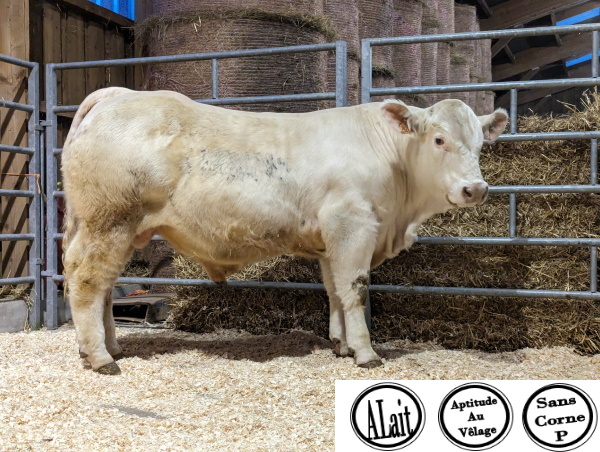 reproducteur charolais inscrit UBER P