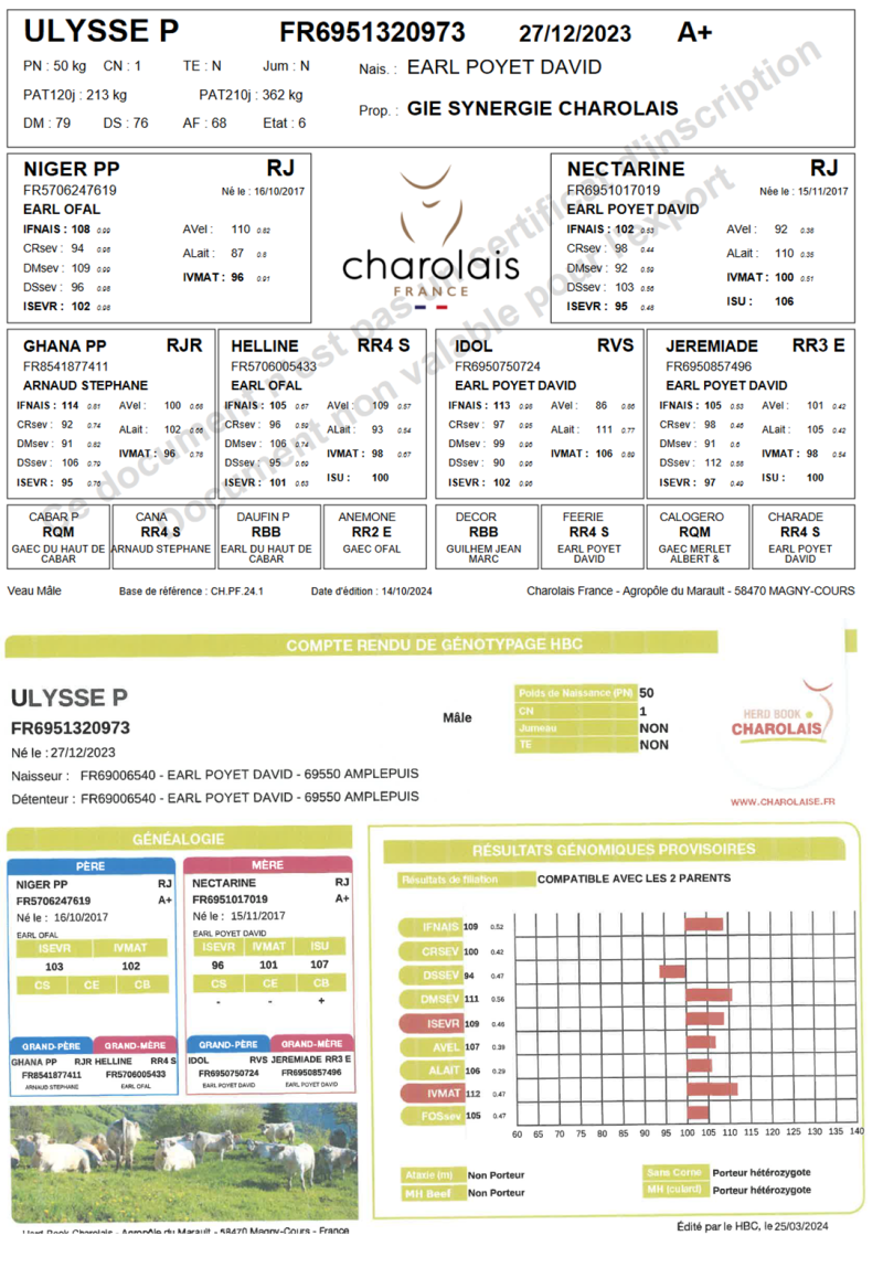genealogie taureau charolais ULYSSE P