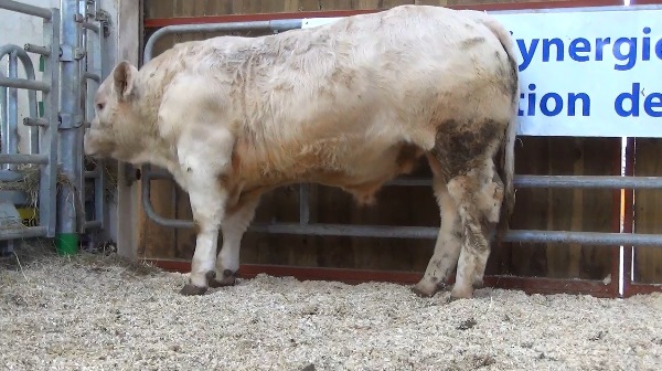 reproducteur charolais inscrit NEPAL