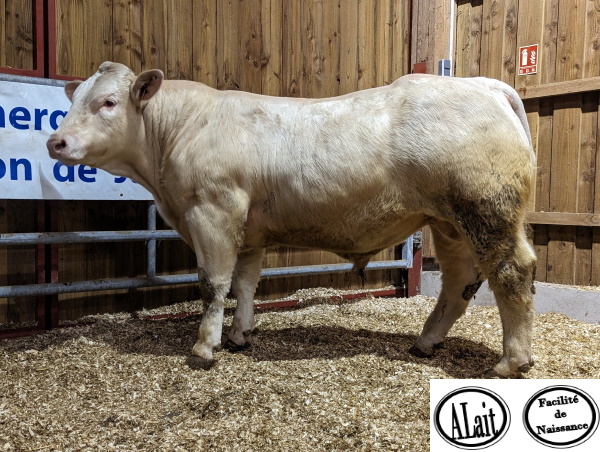 reproducteur charolais inscrit TOBLERONE