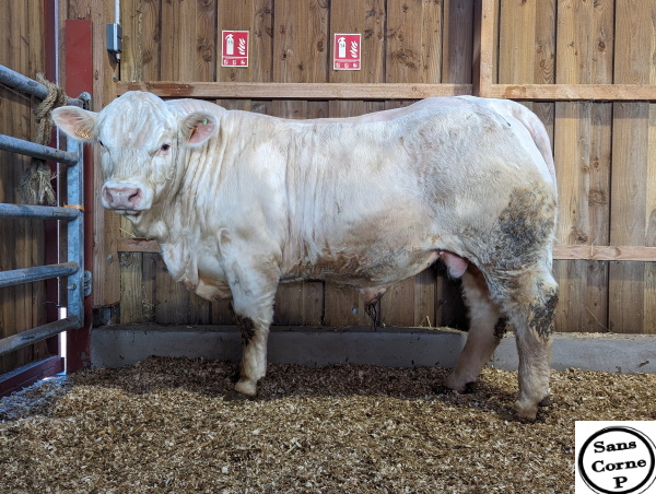 reproducteur charolais inscrit TIGROU