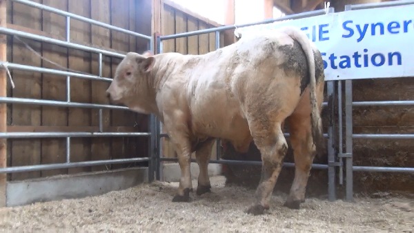 reproducteur charolais inscrit MAKI