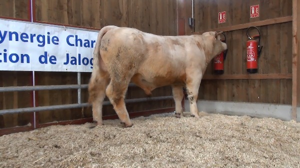 reproducteur charolais inscrit NEIL