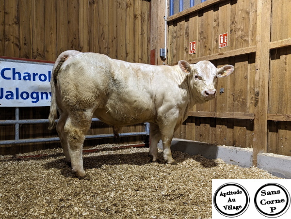 reproducteur charolais inscrit TANGUY