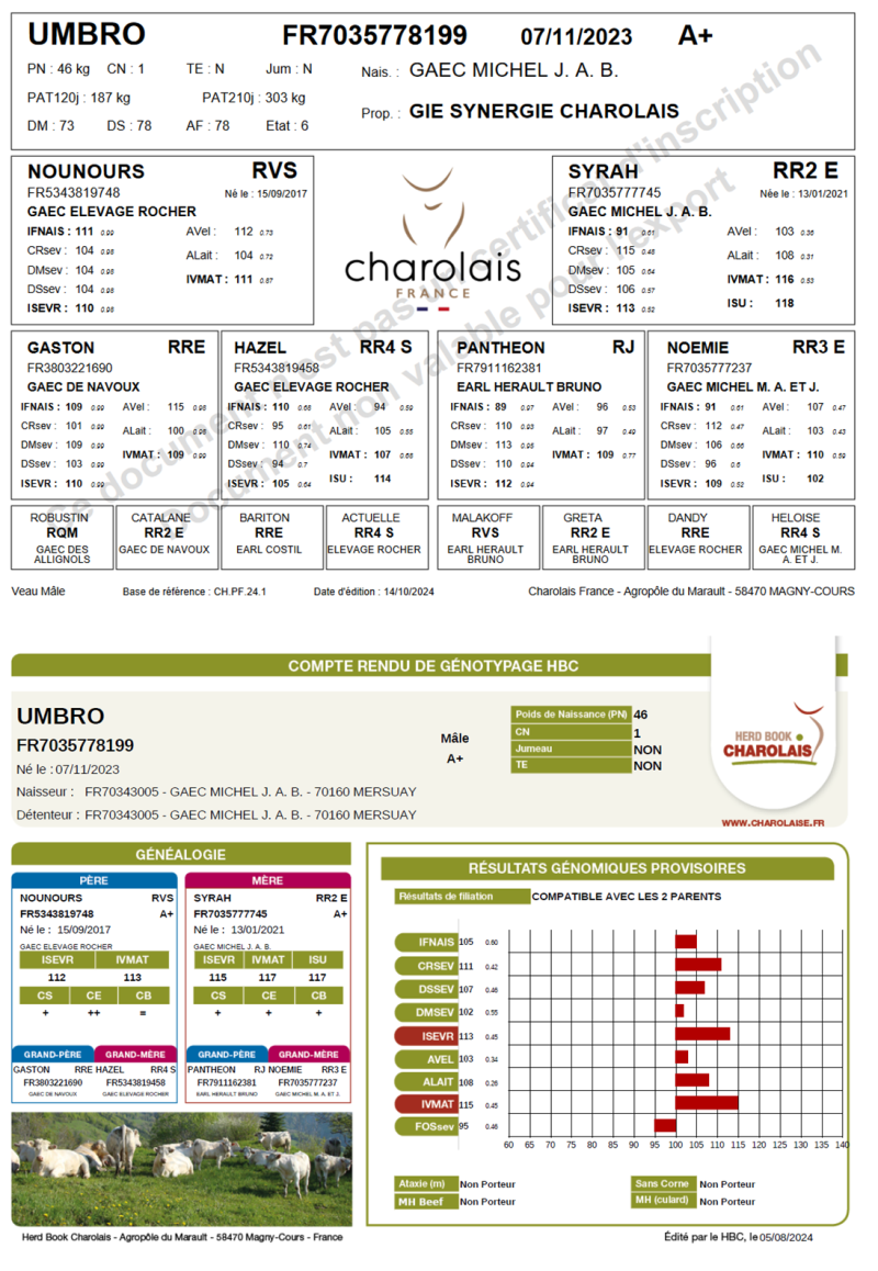 genealogie taureau charolais UMBRO