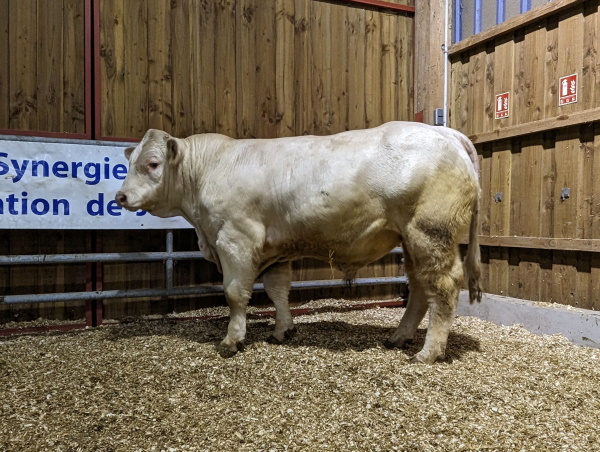 reproducteur charolais inscrit TRESOR