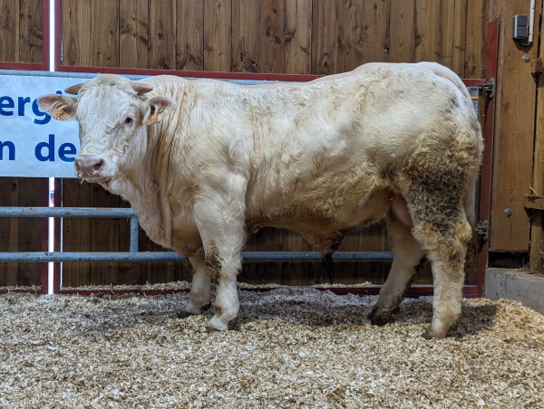 reproducteur charolais inscrit ULTRA