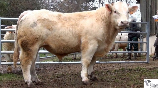 reproducteur charolais inscrit IMPERIEUX