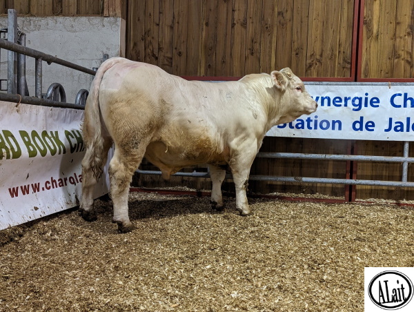 reproducteur charolais inscrit TSAR