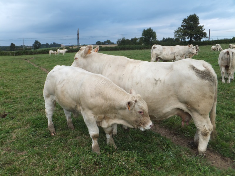 reproducteur charolais inscrit HERTZ