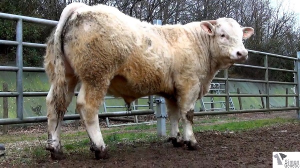 reproducteur charolais inscrit IMPER