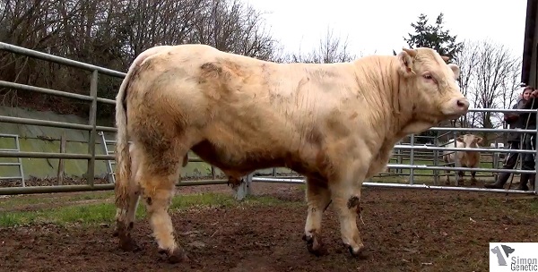 reproducteur charolais inscrit ISAIE